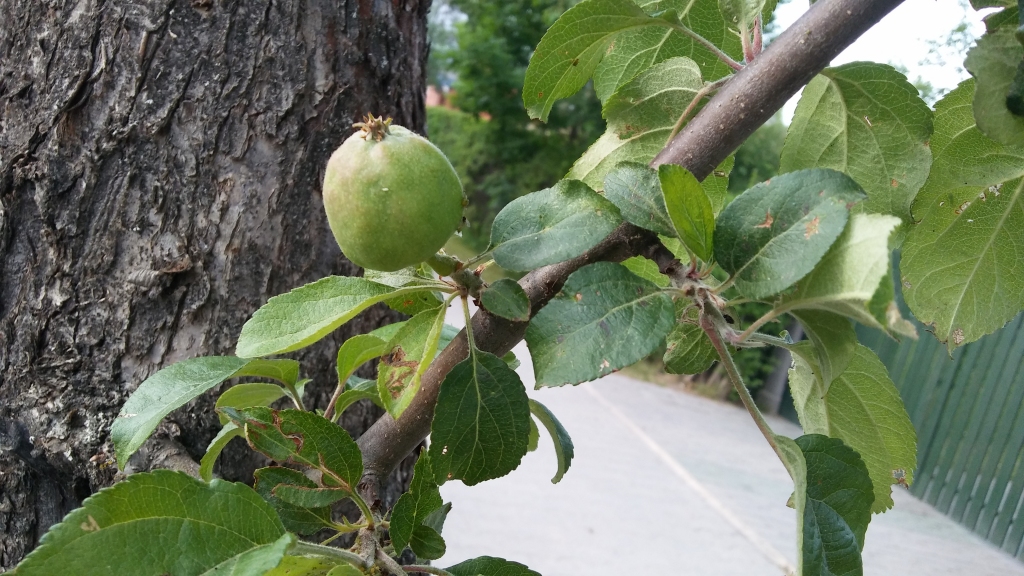 Autors: Pārsla Konrāde