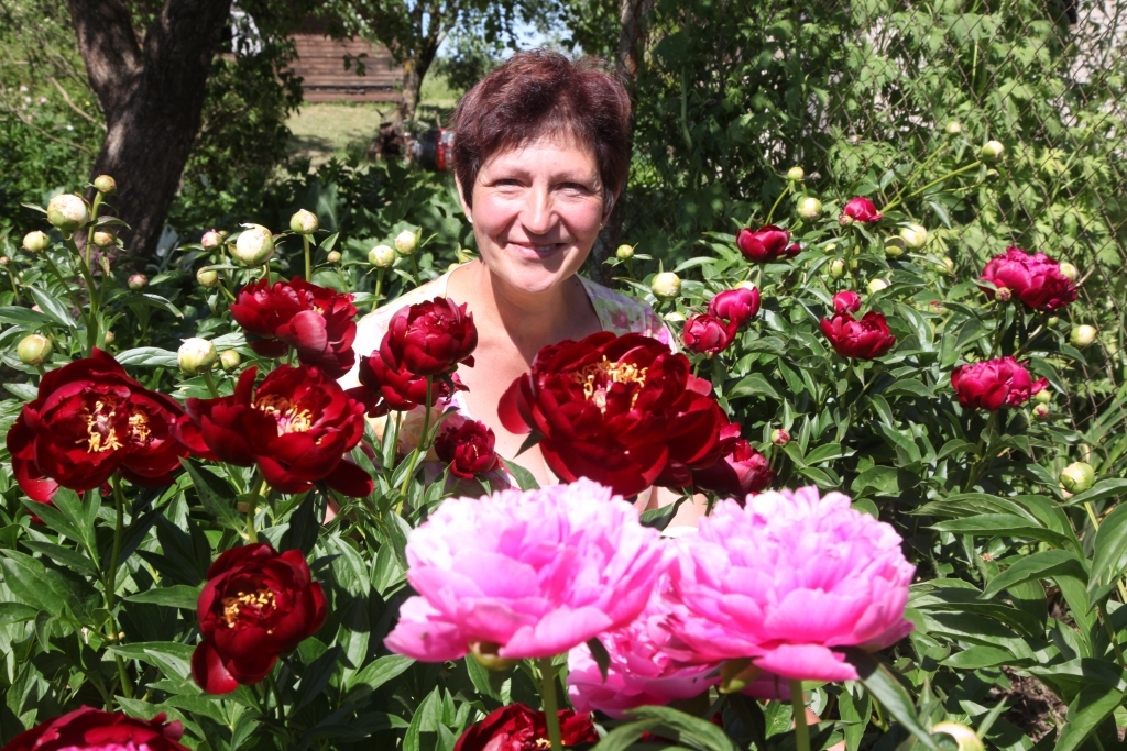 Lejasciema „Brāzmas” atrodas uzkalniņā, tāpēc arī vieglas vēsmas te labi jūtamas. Tās reibina ar saldu peoniju smaržu vilni, jo piemājas dārza teritoriju ieskauj puķu dobes, kurās šobrīd sevišķi izceļas peonijas – baltas, rozā, tumšsarkanas... Nezinātājs tās atšķir galvenokārt pēc krāsas, bet Guna Jundze katrai no 130 peoniju šķirnēm zina nosaukumu. Viņai ikviens zieds ir izsapņots un izlolots, pasūtot stādus un gaidot, kad tie uzplauks. Starp pirmajām Gunas dārzā uzzied tumši sarkanā ‘Bucky Belle’. 	
Autors: Gatis Bogdanovs