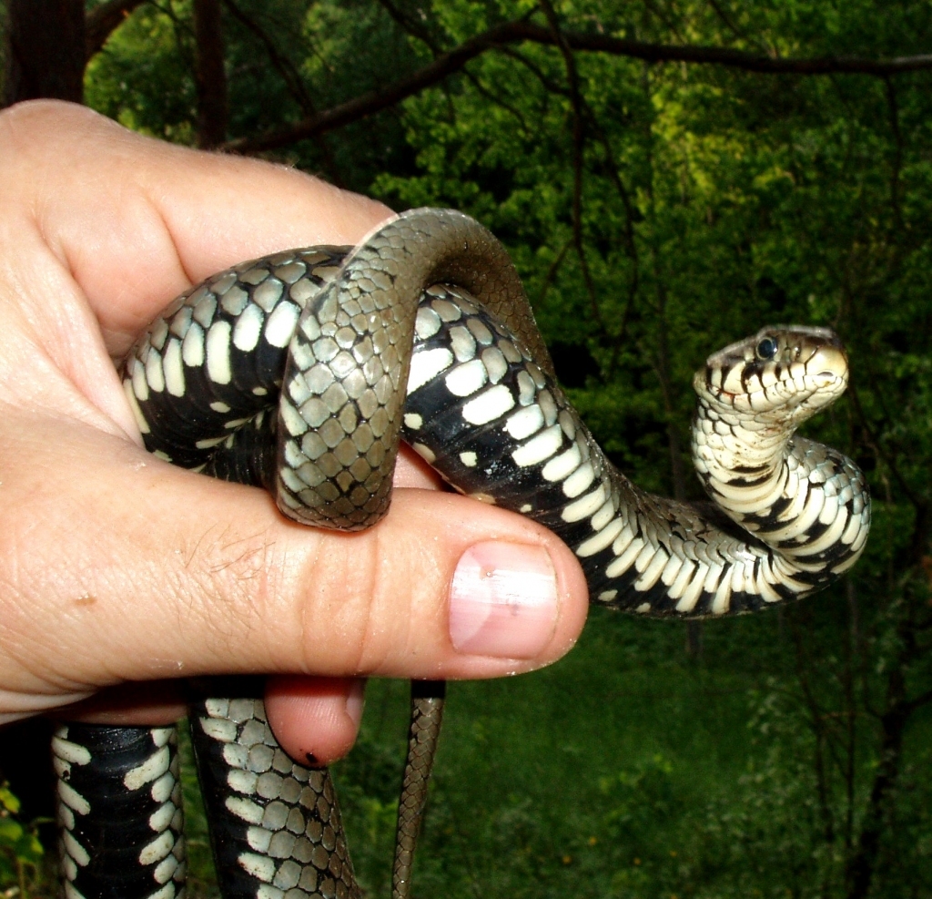 Latgales zoodārza direktors Mihails Pupiņš saka, ka čūsku ar katru gadu kļūst arvien vairāk, jo klimats mainās, un ar čūskām cilvēkam ir jāsadzīvo.  	
Autors: no M.Pupiņa arhīva