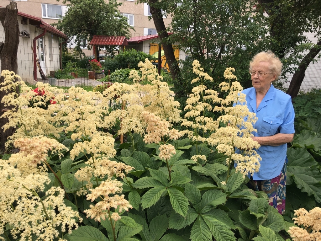 Līgosvētku gaidīšanas noskaņā gulbenieti Dzidru Gailīti iepriecinājis 20 gadus viņas pagalmā zaļojošs augs – kastaņlapu rodžersija. Šajā jūnijā tas saziedējis daudz kuplāk nekā citus gadus. 	
Autors: Diāna Odumiņa
