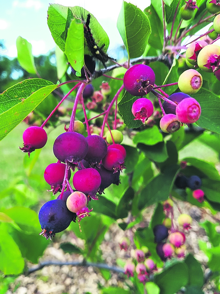 Korintes
Autors: Raitis Puriņš