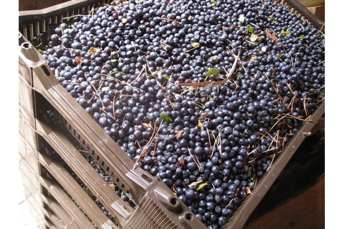 Autors: Tamāra Ulase