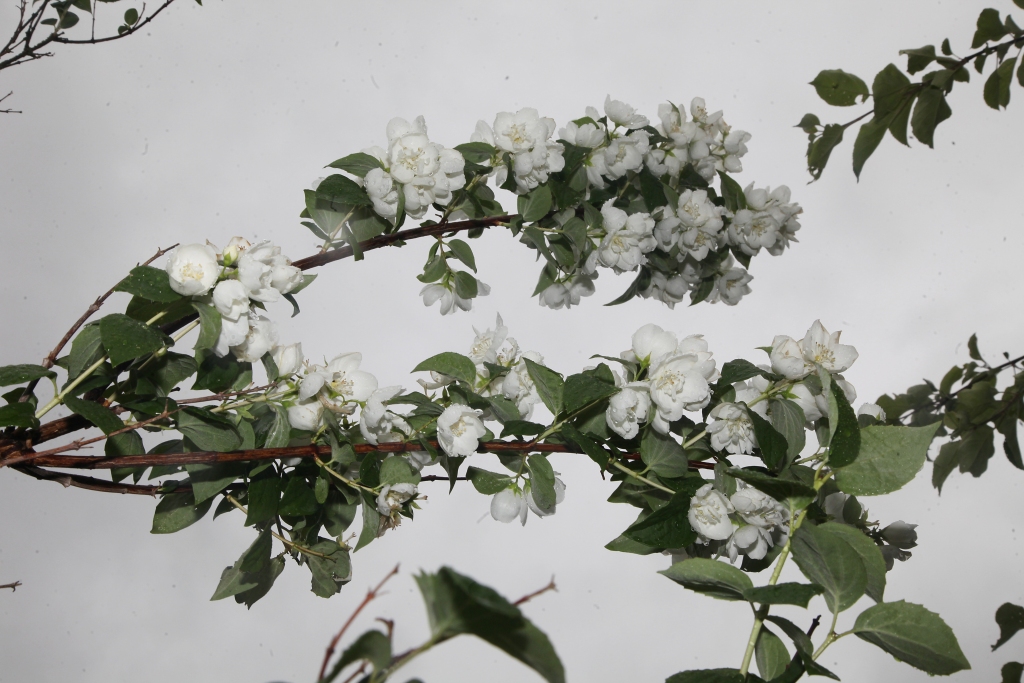 Autors: Gatis Bogdanovs