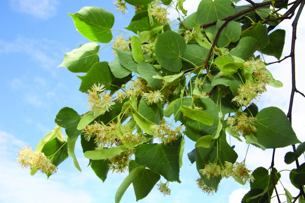 Autors: Gatis Bogdanovs