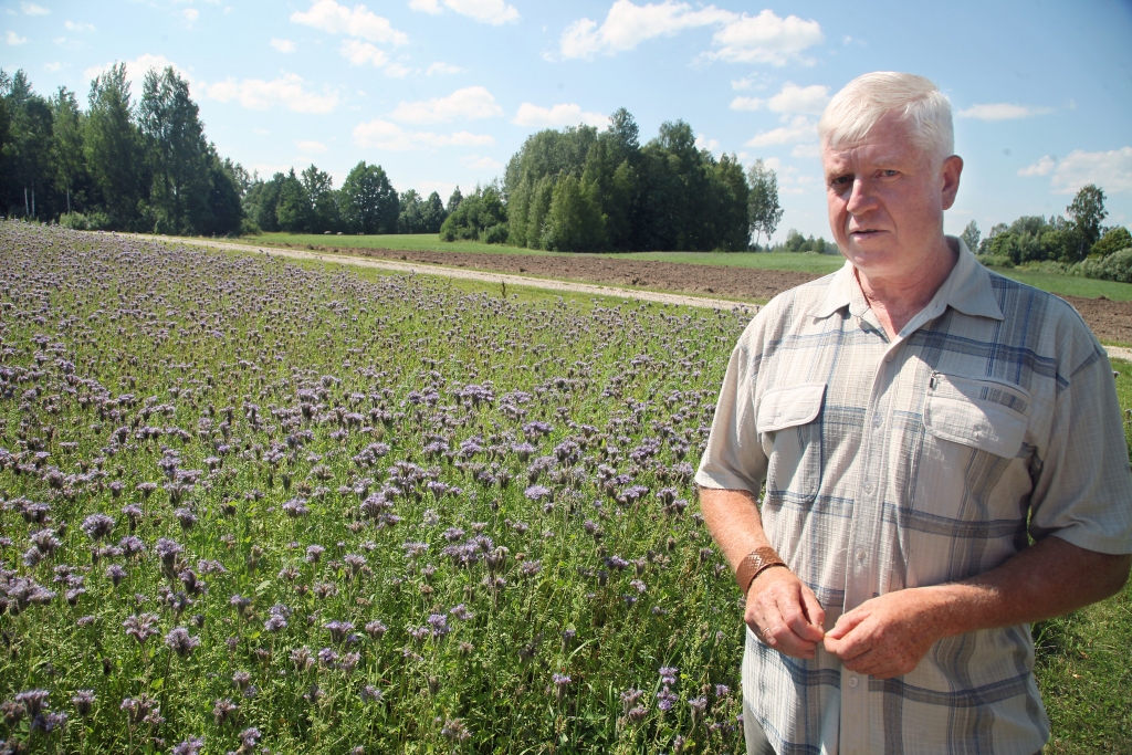 Braucot pa ceļu uz Silmačiem, nevar nepamanīt facēlijas lauku. Tur saimnieko biškopis Ainārs Zvirgzdiņš. Izrādās, viņam tas nav vienīgais nektāraugu lauks. Kā nopietns bitenieks viņš piedomā par to, lai bitēm ir kur vākt medu, jo īpaši šādā vasarā, kad  daudzi augi noziedējuši teju mēnesi agrāk. Šobrīd vēl grūti prognozēt kopējo medus ražas apjomu. Viņš gan uzskata, ka no vienas saimes vajadzētu iegūt 50 kilogramus medus. “Ja pie bitēm darbu neieliksi, medu nesagaidīsi. Viena daļa iedomājas, kas tad tur bites!” saka A.Zvirgzdiņš, kurš katru gadu audzē dažādus nektāraugus kopumā sešu hektāru platībā – facēliju, amoliņu, gurķu mētru, ežziedi, lai bitēm būtu ganības.   “Daudzi domā, ja audzē nektāraugus, tad iegūst vienveidīgu medu. Protams, cik cilvēku, tik domu, bet reāli nektāraugi stimulē bites, un šogad, es uzskatu, ka tie uztur bišu dzīvību vasaras otrā pusē, jo lielākā daļa dabīgo ziedu jau ir noziedējuši,” saka biškopis. 		
Autors: Gatis Bogdanovs