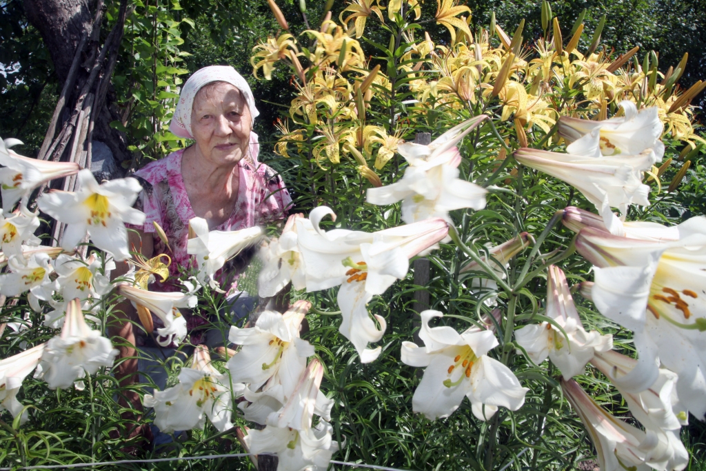 Zaigas Baltās dārzā no pāris sīpoliņiem izaugušas krāšņas baltās un zeltainās lilijas. 	
Autors: Gatis Bogdanovs