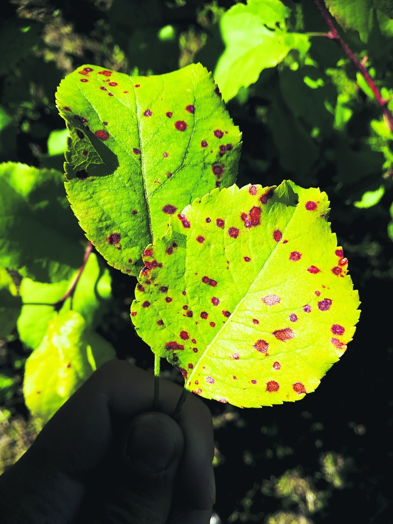 Plankumi šajā gadījumā ir aizsargreakcija. Visticamāk, ābelē ir rezistences gēns, kas izveido nekrotiskus (programmēta šūnu/audu nāve) plankumus, lai sēne nespētu attīstīties uz auga. Šādi plankumi nemazina auga vitalitāti.
Autors: Kristīne Krista Lejniece