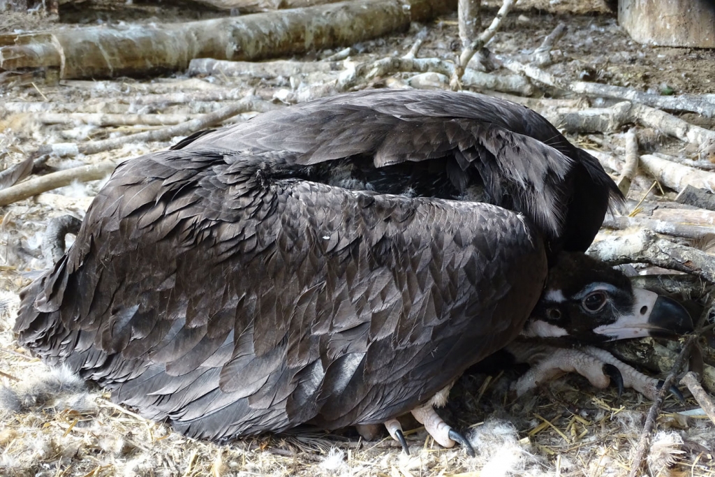 Autors: Publicitātes foto