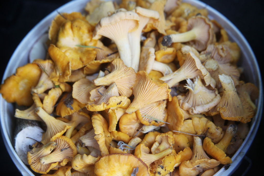 Autors: no “Dzirksteles” arhīva