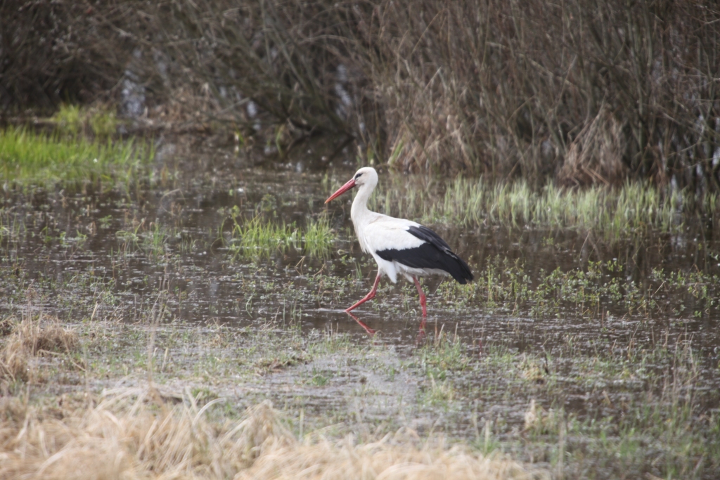 Autors: no “Dzirksteles” arhīva