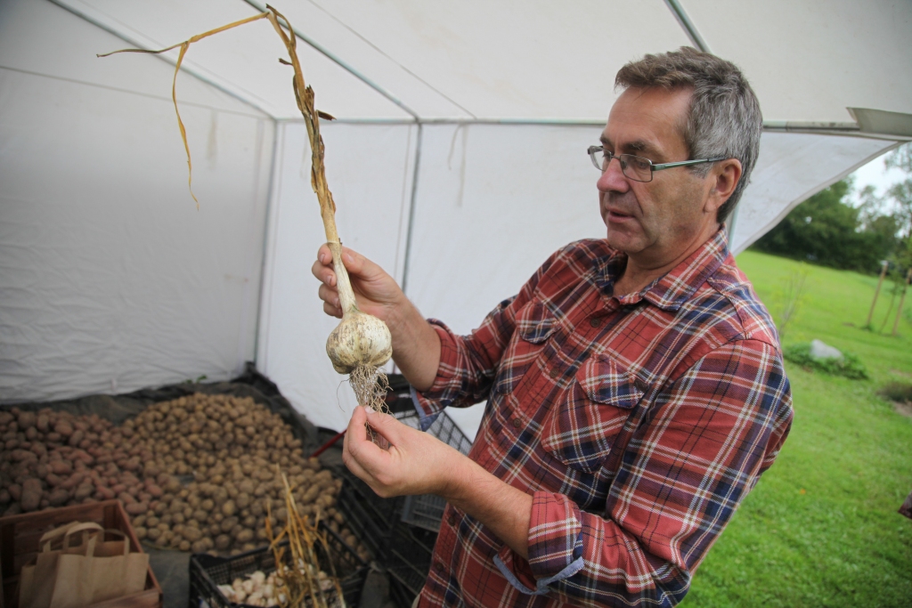 “Žēl, ka Latvijā tā īsti nenodarbojas ar ķiploku selekciju, tad būtu arī šķirņu daudzveidība,” prāto Ivars Magons.
Autors:  Gatis Bogdanovs