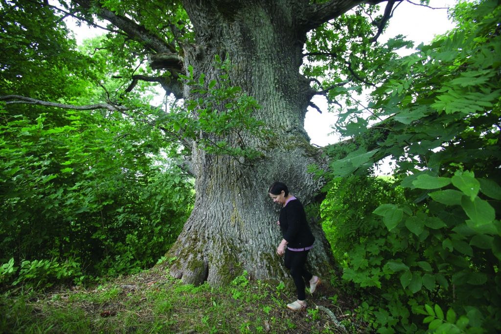 “Žuburu” saimniece Aija Taranda atzīst, ka spēku smeļas no dižozola, kas ir turpat pie mājas.    
Autors: Gatis Bogdanovs