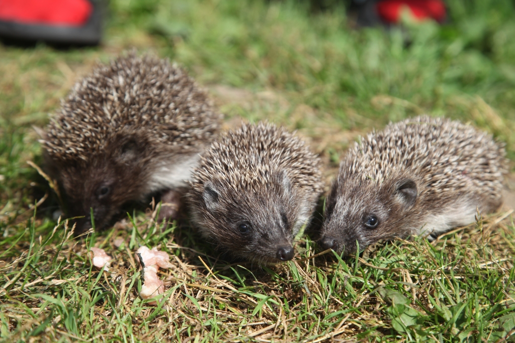Autors:  Gatis Bogdanovs 