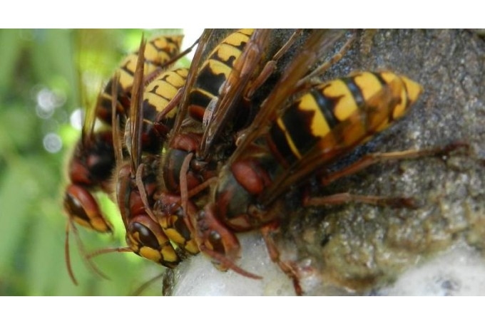 Autors: ilustratīvs