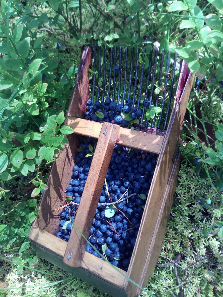 Ejot uz mežu ogot vai sēņot, noteikti vajadzētu līdzi ņemt uzlādētu mobilo tālruni. Apmaldoties tad ir iespēja zvanīt uz tālruni 112 un lūgt palīdzību. 	
Autors: Diāna Odumiņa