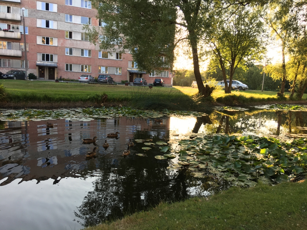 Izrādās, ka kādam traucē pīles Skolas ielas dīķī, jo pa tām esot raidīti šāvieni.    
Autors: Diāna Odumiņa