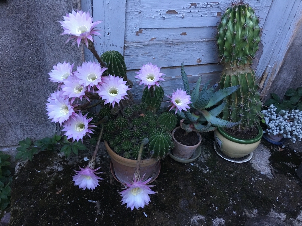 Uzziedēja svētdienas vakarā, bet pirmdienas rītā šis krāšņums jau bija novītis. Trīspadsmit ziedi vienā puķupodā šim kaktusam vienlaikus nekad vēl nebija ziedējuši. 		
Autors: Diāna Odumiņa