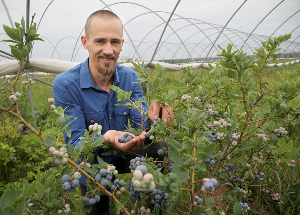 “Lasot ogas pārdošanai, ir svarīgi, lai varētu uzreiz noplūkt visu ķekaru, kā arī vēlams, lai mellenes būtu apmēram vienāda lieluma,” saka Krišus Muktupāvels. 	
Autors: Gatis Bogdanovs