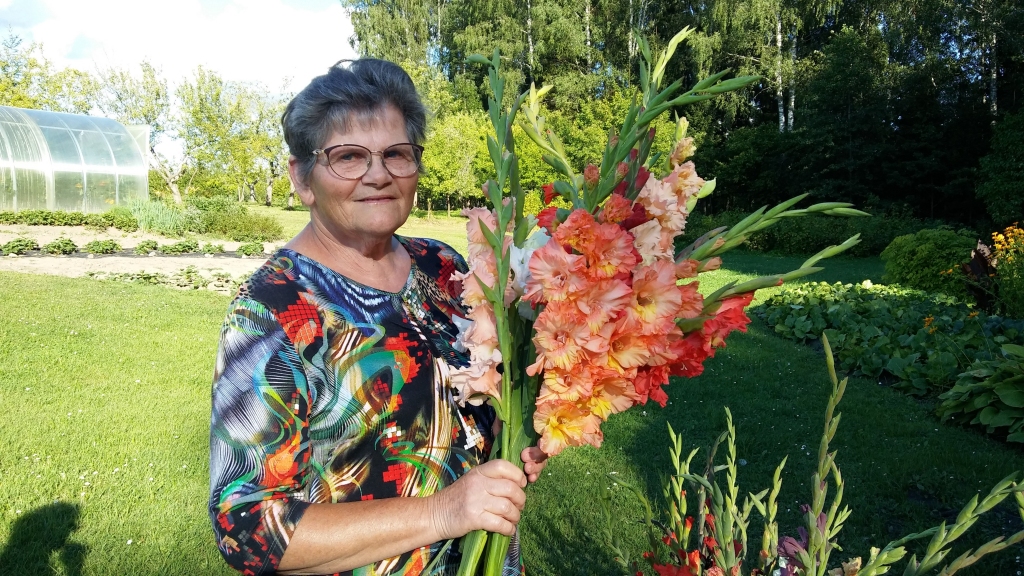 Vasaras nogales krāšņums Maijas Sirmās dārzā Stradu pagasta “Purvājos” izzied apmēram 60 šķirņu gladiolās. Tās visas ir ar krokotām ziedkausu maliņām, jo tieši tādas patīk Maijai. Viņas audzētās gladiolas var lepoties gandrīz ar visu krāsu niansēm, sākot no žilbinoši baltām un beidzot ar gandrīz melnām. 	
Autors: Pārsla Konrāde
