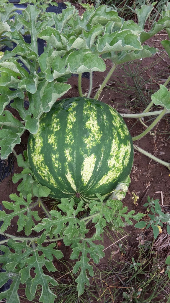 Autors: Inita Savicka