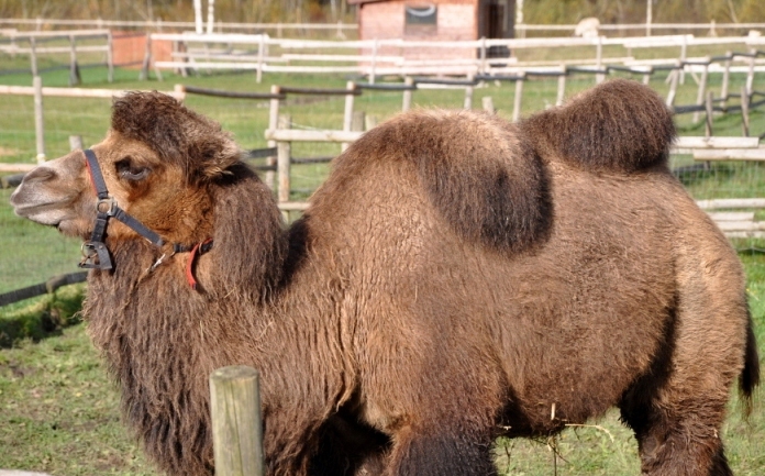 Pagājušajā gadā no Kauņas zoodārza tika atvesta kamieļmāte Mūza, kurai 4.martā palika trīs gadi. Viņu cilvēki izbarojuši ar pudelīti, tāpēc viņa ir ļoti mīļa, pieķērusies cilvēkiem. “Arī viņai vajadzīgs draugs. Mēs taču arī negribam pa vienam dzīvot. Ļoti laba meitene, paklausīga,”  saka Agita Ķelpe.
Autors: Pārsla Konrāde