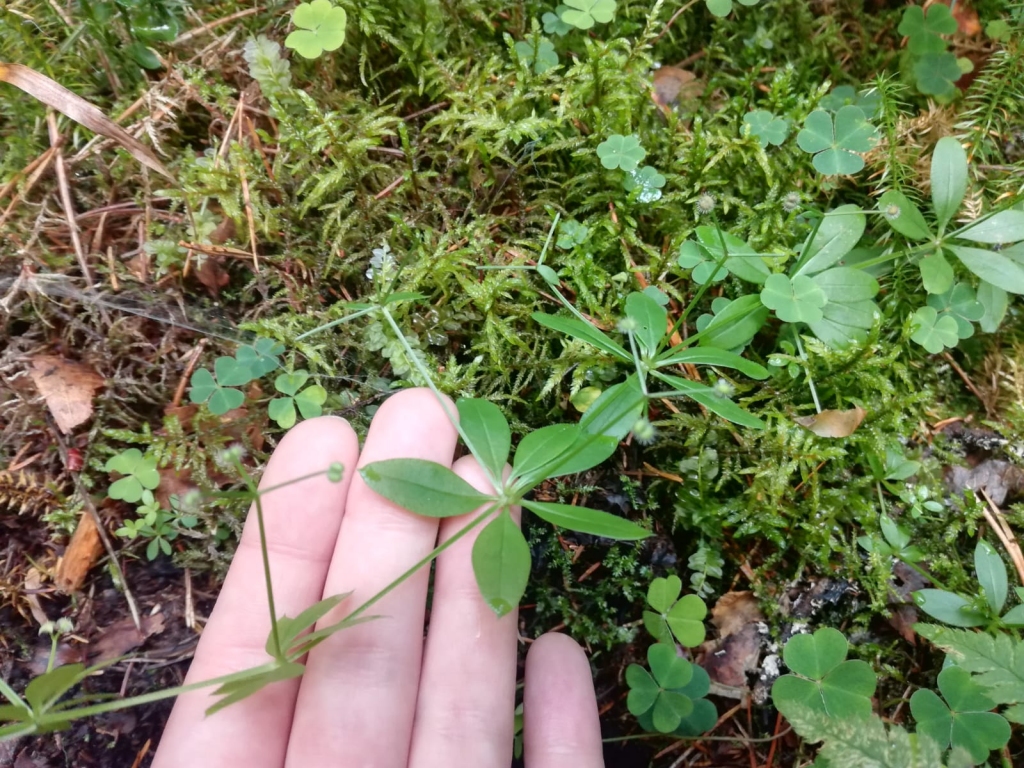Trejziedu madara.
Autors: Latvijas Valsts meži