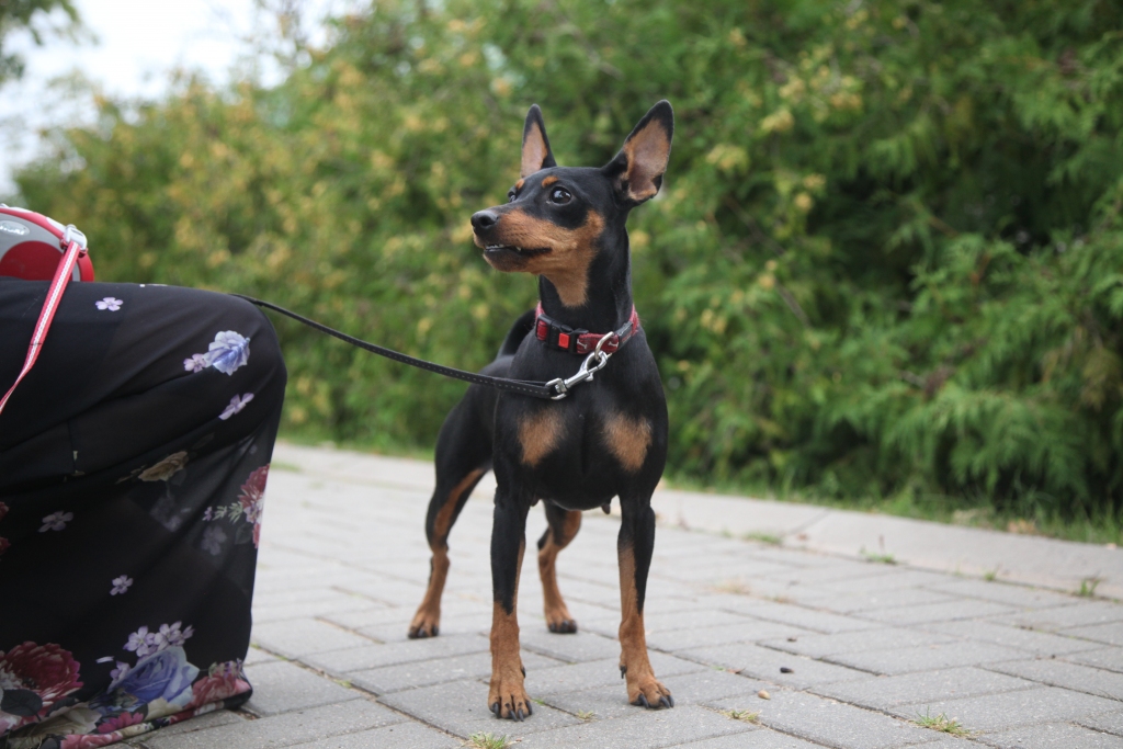 Autors: Gatis Bogdanovs