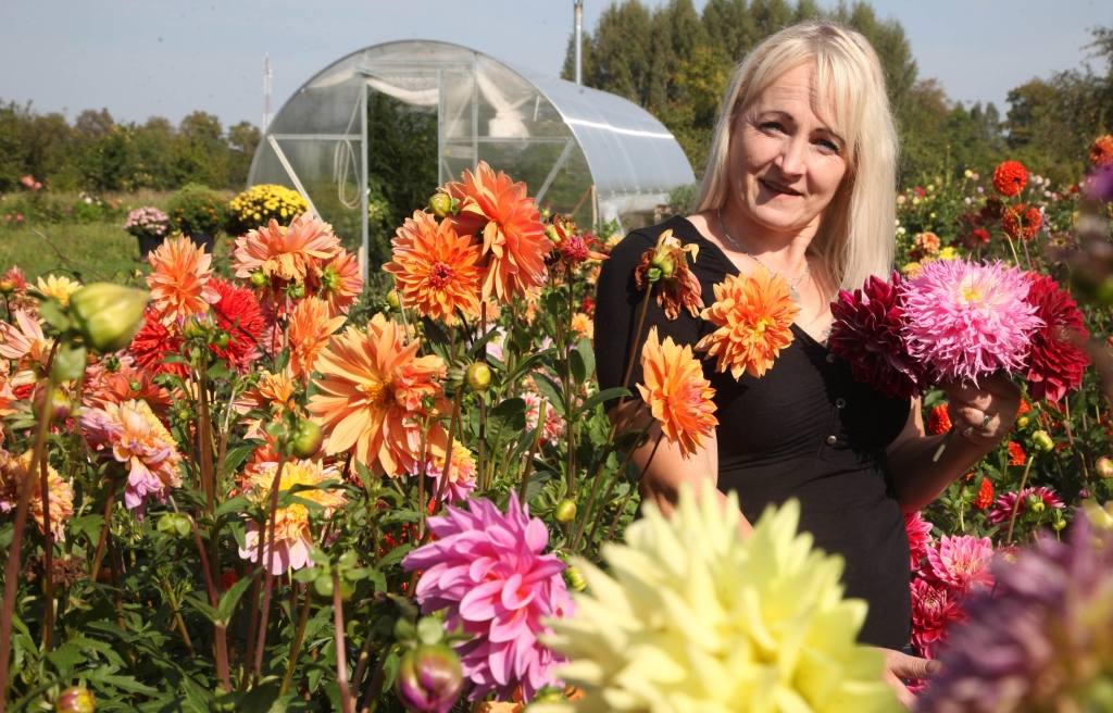 Aijas Mičules aizraušanās un prieks ir dāliju un krizantēmu dārzs. Par atbalstu tā veidošanā viņa saka lielu paldies Jānim Ejubam.       
Autors: Gatis Bogdanovs