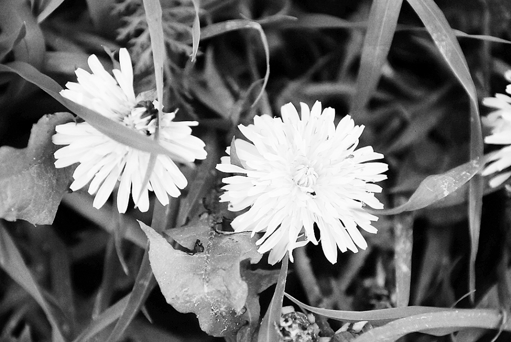 Autors: DAINIS ĢELZIS