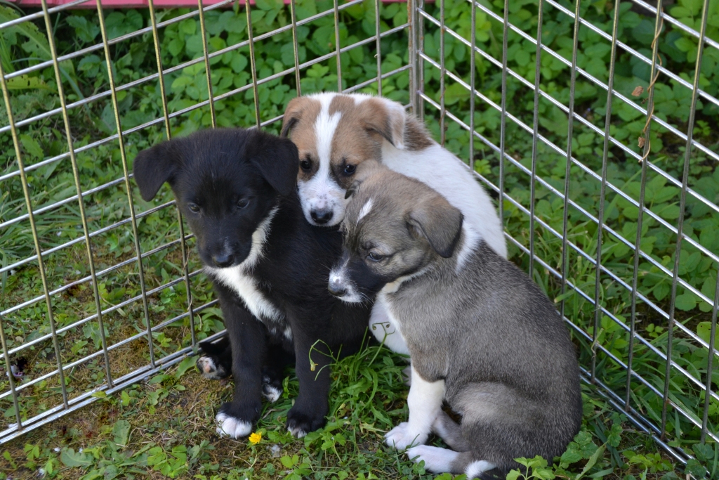 Autors: no Dzīvnieku mājas 