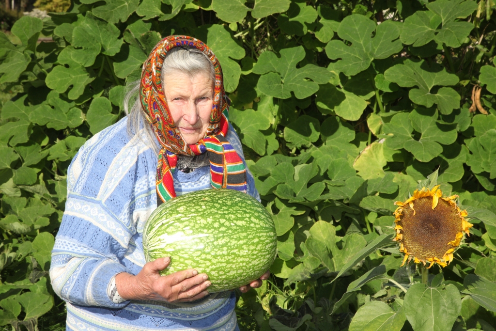 Ainu Krilovu no Kalnienas pārsteigušas pašas dārzā izaudzētās lielās, vairākus kilogramus smagās ogas. Pēc izskata tās atgādina arbūzus. Pavasarī, iesējot sēklas, seniore gaidījusi izaugam melones. Bet, ieraugot lielās zaļās bumbas, nespējusi saprast, kas tad īsti ir izaudzis. Izrādās - kavbūzis. Par tādu viņa dzird pirmo reizi, jo Latvijā tas nav iecienīts. Uz viena auga ir izauguši vairāk nekā desmit kavbūži.
Autors:  Inita Savicka