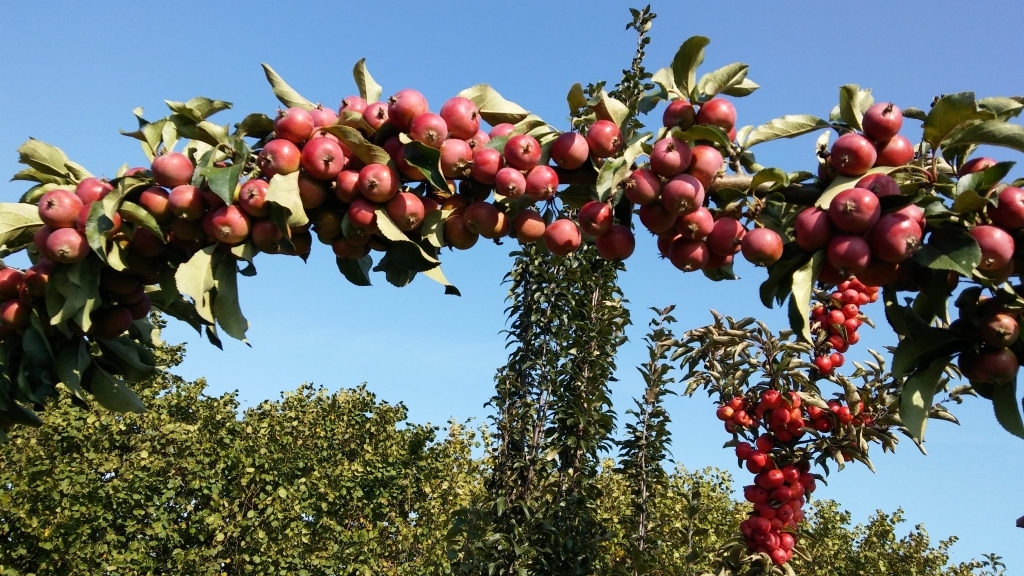 Uz dārzkopības institūtu Dobelē var braukt ne tikai ceriņu ziedēšanas laikā, bet arī tagad, kad zemē birst āboli. Ābolu šķirņu tur ir bezgala daudz! Daži pat atgādina ķiršus vai plūmes.
Autors: Pārsla Konrāde