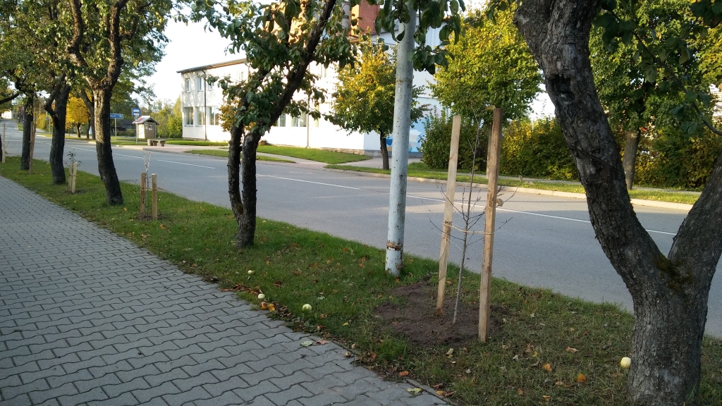 Parasti rudeņos sētnieki cīnās ar sakritušajiem āboliem uz ietves un ielas. Tā notiek arī Rīgas ielā. Tagad starp vecajām antonovkas ābelēm iestādīti Zviedrijas pīlādži. Iespējams, nākotnē no vecajām ābelēm atvadīsies. 	
Autors: Pārsla Konrāde