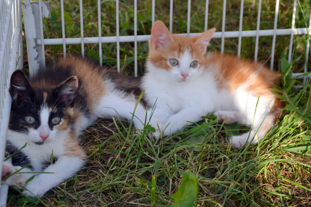 Ja kāds vēlas mājās mīļu pūkainīti, zvaniet pa tālruni 29477535.