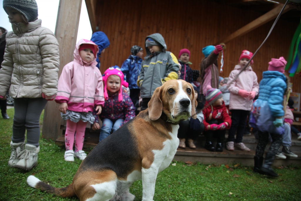 Ne tikai suns, bet arī ģimenes loceklis, par kuru cilvēki ir atbildīgi visu tā mūžu! To mudina saprast Gulbenes dzīvnieku aizsardzības biedrība, rīkojot ikgadējos pasākumus novada izglītības iestādēs. Pagājušajā nedēļā Gulbenes 1.bērnudārza ciemojās biedrība un divi suņuki kopā ar saviem saimniekiem. 	
Autors: Gatis Bogdanovs