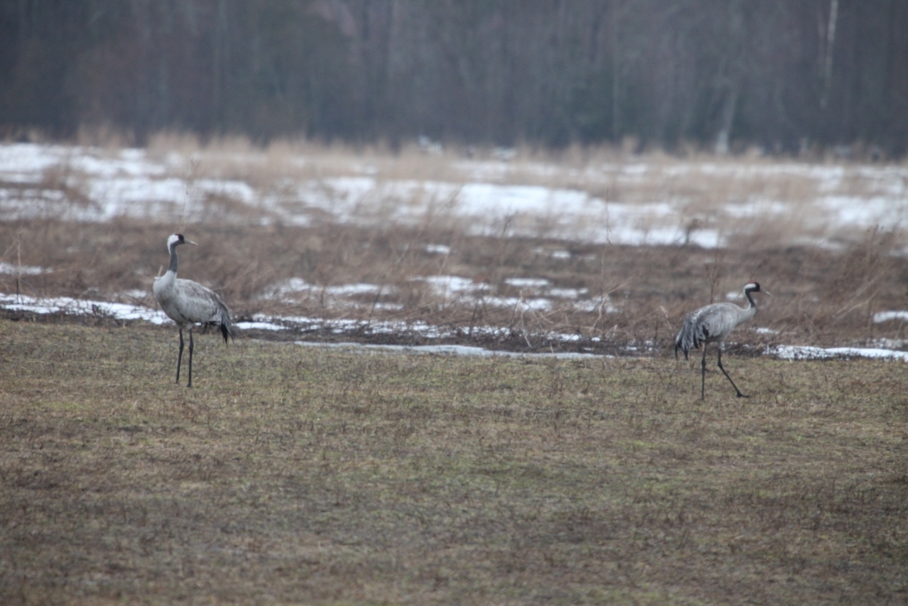 Autors: Gatis Bogdanovs