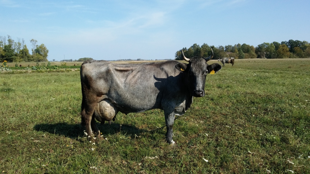 “Vilku” saimniecībā mitinās arī zilās govis - Zāra jeb Rūdis un viņas meita Žagata. “Mēs viņas izglābām, ferma pēc tam nolikvidējās. Slaucam ar rokām divreiz dienā. Interesanti - kā ir bullītis, kurus mēs neturam, tā ir fantastiski zils, kā telīte – tā melna. Par abām saņemam subsīdijas,” stāsta Aldis Puriņš. Paši izmanto pienu, sieru, biezpienu. Arī mēs nogaršojām jaunpiena sacepumu ar zaļo (nevis melno) upeņu mērci.
Autors: Pārsla Konrāde