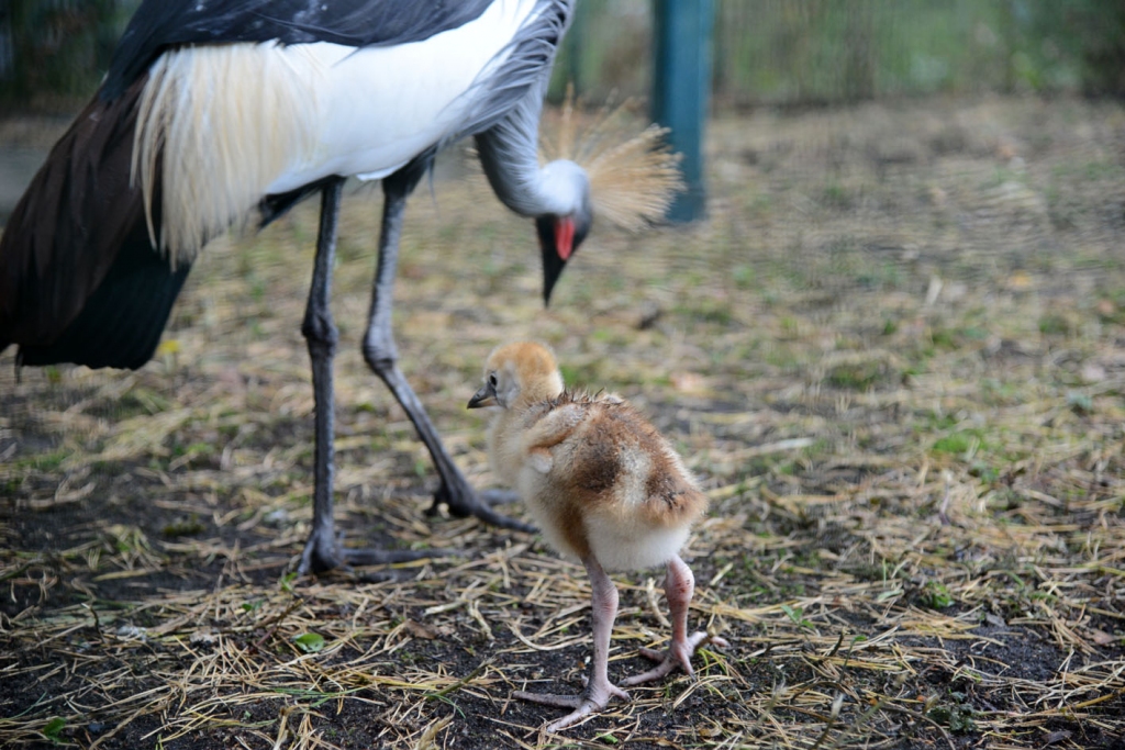 Autors: no Rīgas zooloģiskā dārza arhīva