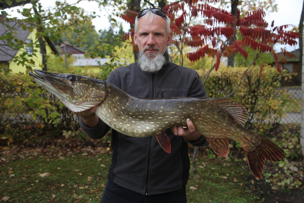 Gulbenietis makšķernieks Andis Ķiploks šonedēļ var lepoties ar lielu lomu – vairāk nekā sešus kilogramus smagu līdaku, kas liecina par to, ka rudens līdaku sezona ir sākusies.  
Autors: Gatis Bogdanovs