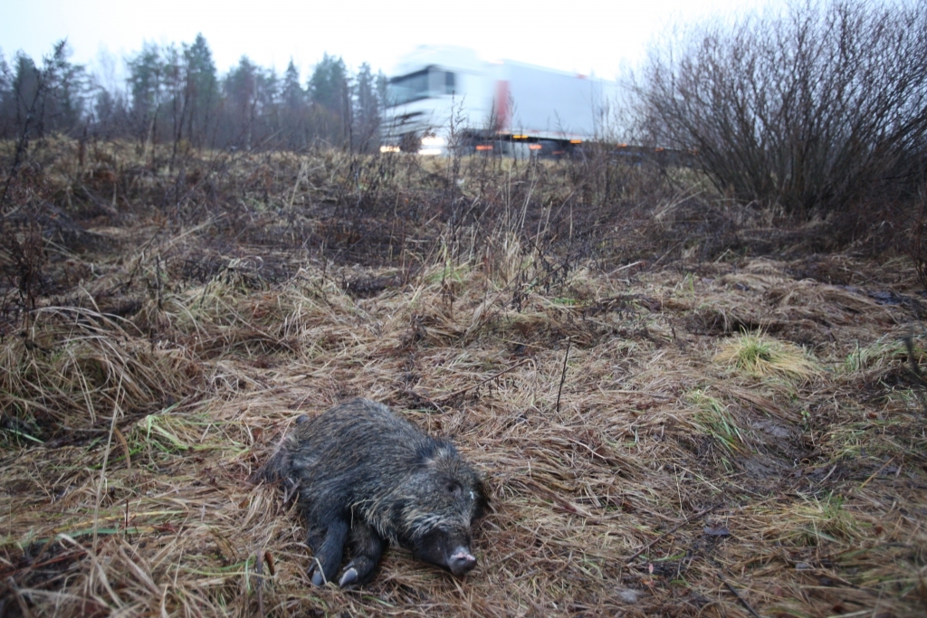 Autors: no Dzirksteles arhīva