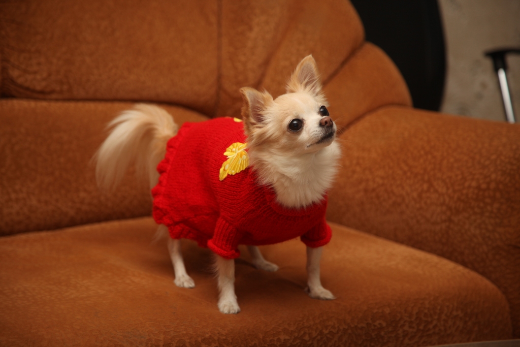 Čiepa ir ļoti salīga. Tā kā viņas saimniece Olga Ņekrasova ir liela adītāja, viņa suņukam ir noadījusi vairākus džemperīšus un citas jaukas lietiņas. Tiesa, Čiepai ne viss ir paticis.   
Autors: Gatis Bogdanovs