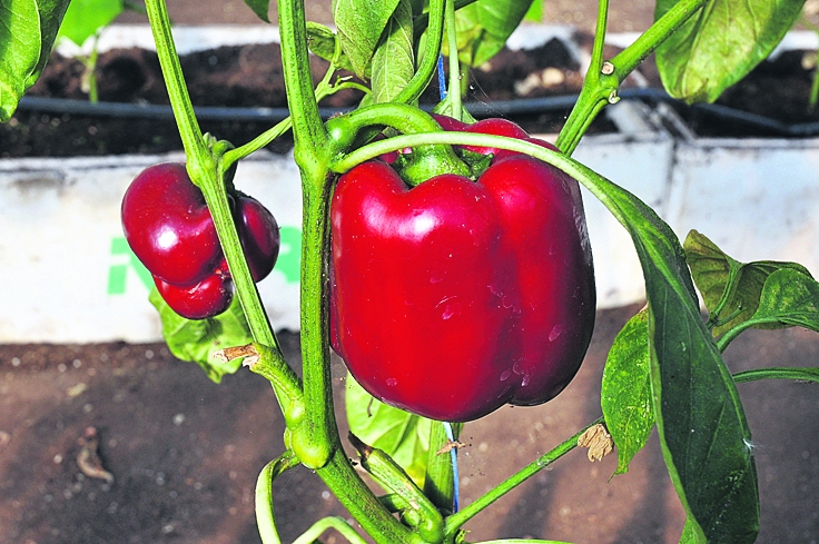 Paprika ir viens no dārzeņiem, kam joprojām jāiziet stingra kontrole un jāatbilst konkrētiem standartiem.
