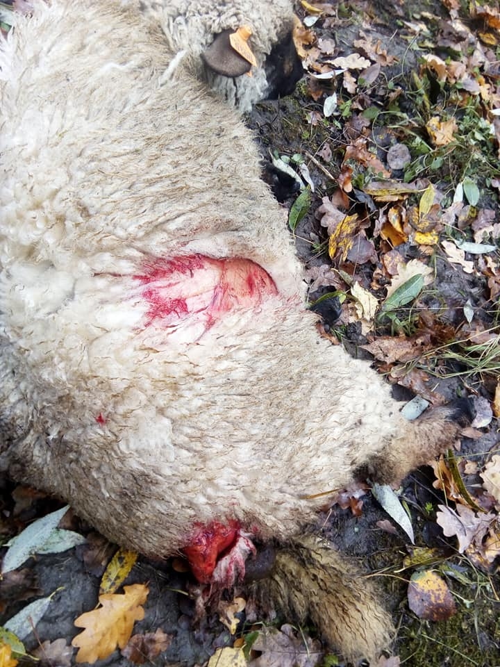 Nomocītas, plēstas, nobaidītas. Aitas pārcietušas suņu uzbrukumu ganībās jau otro reizi vienas nedēļas laikā. Saimniece Ilva Šimone dara, ko var, lai ārstētu savus dzīvniekus. Viņa lūdz suņu saimniekus kļūt atbildīgiem un neļaut saviem mīluļiem klaiņot.  
Autors: Ilva Šimone