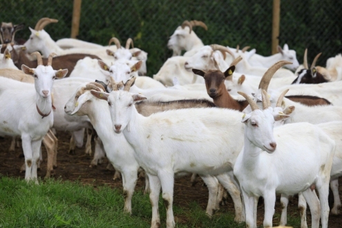 Autors: ilustratīvs foto