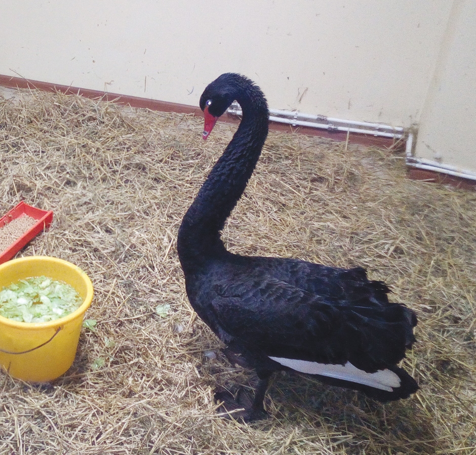 Autors:  no “Dzirksteles” arhīva