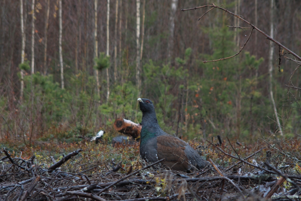 Vai visos mežos jābūvē ceļš, vai visur cilvēkam ir jāiejaucas Latvijas dabā? Sevišķi tad, ja runa ir par saudzējamām liegumu vietām. Vietām, kurās viensētās dzīvot cilvēki izvēlas tieši tāpēc, lai pilnībā aizbēgtu no civilizācijas? Šos jautājumus ar “Dzirksteles” starpniecību aktualizējusi vietējā iedzīvotāja Herta Pugača. Viņa sacēlusi trauksmi par to, ka Beiriņu silā (atrodas Galgauskas un Jaungulbenes pagastā) jau norit priekšdarbi “Ogotāju ceļa” izveidei. Šis ceļš sniegsies līdz pat mikroliegumam – medņu riesta vietai. Herta uzskata – būvniecība jāaptur. Akciju sabiedrība “Latvijas valsts meži” negrasās to darīt un skaidro savu viedokli. Arī “Dzirksteles” aptaujātie ornitologi tic valsts uzņēmumam.    
Autors: Herta Pugača