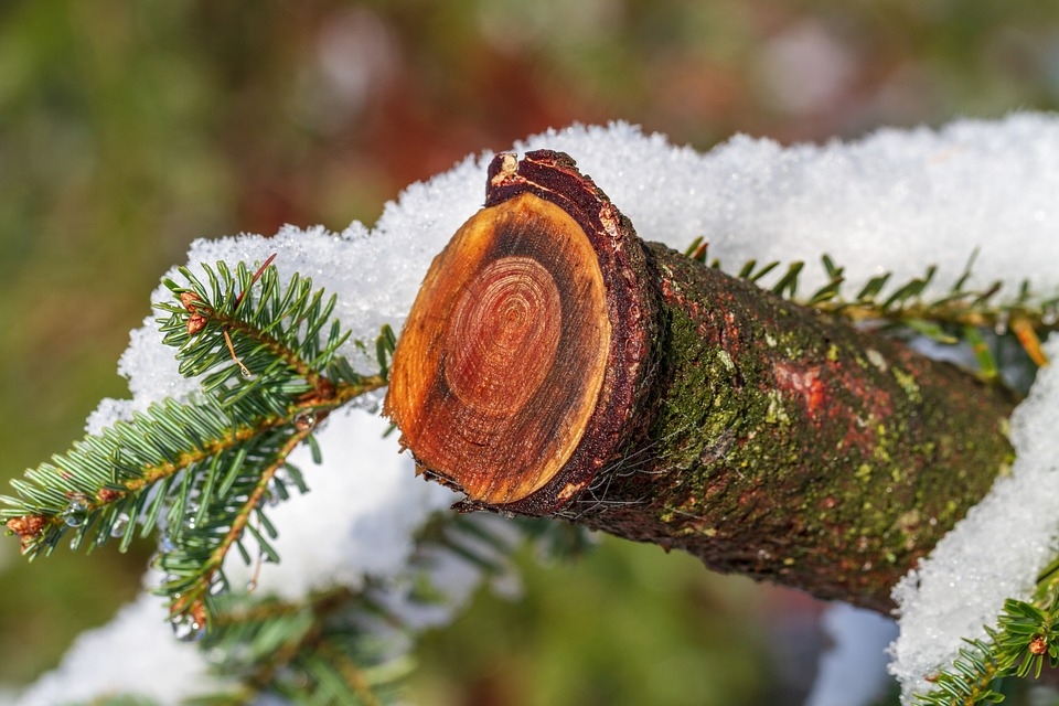 Autors: www.pixabay.com