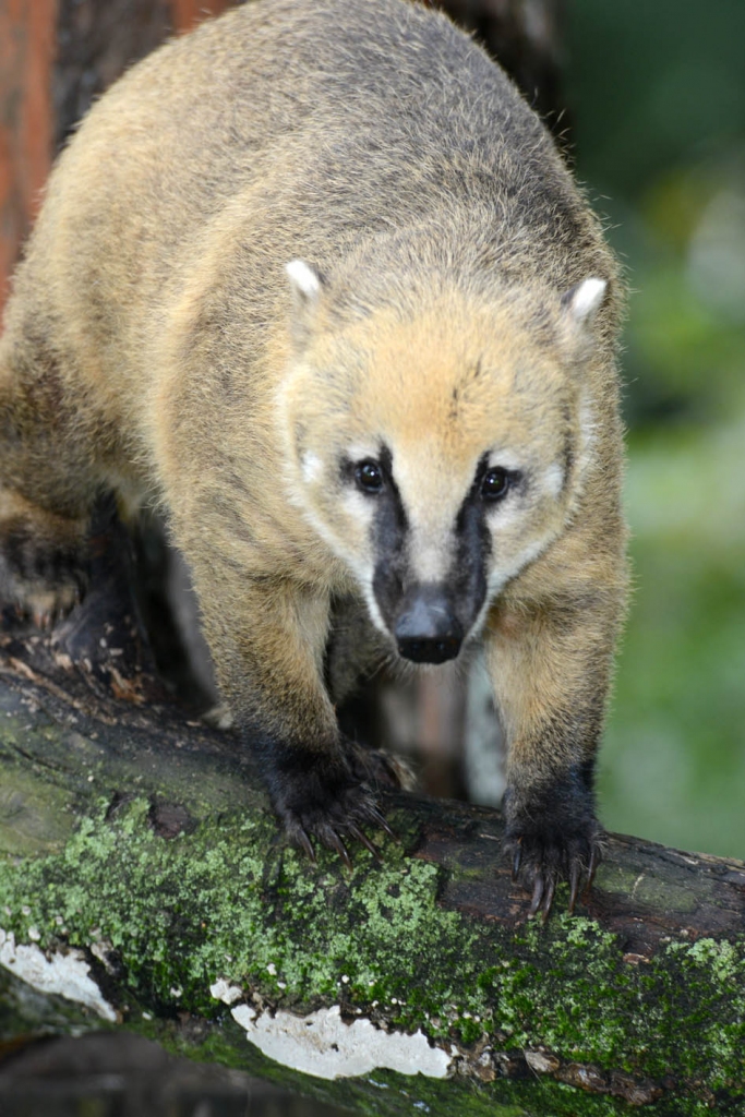 Autors: no Rīgas zooloģiskā dārza arhīva