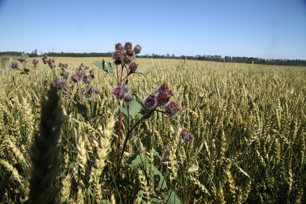 Autors: no Dzirksteles arhīva