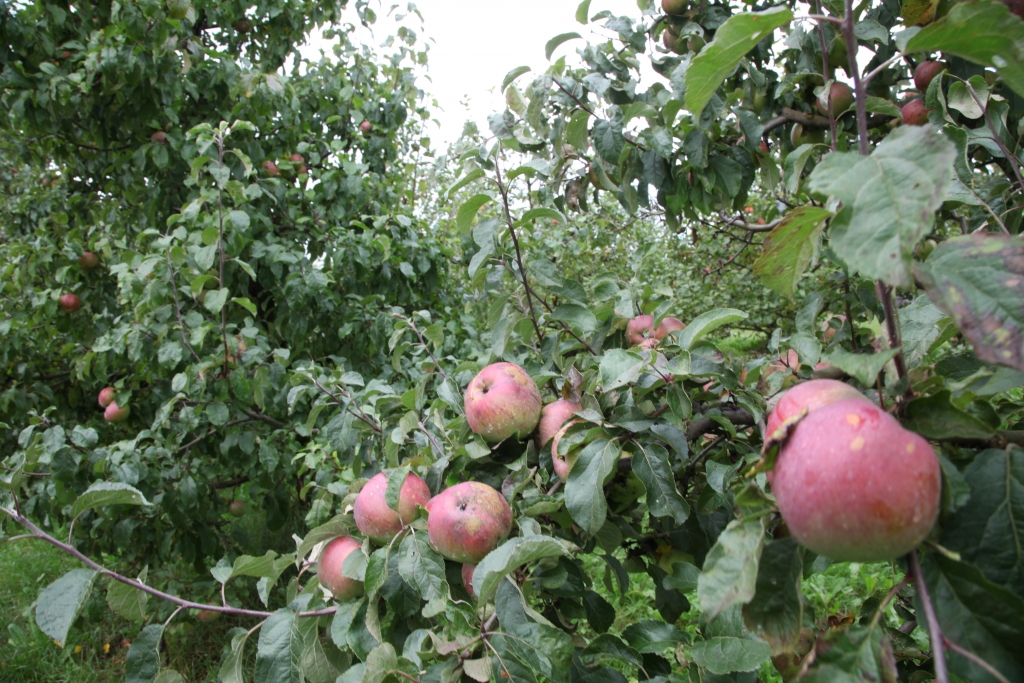 Autors: no “Dzirksteles” arhīva